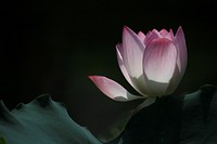 Afternoon Lotus in Shing Mun Valley. Original public domain image from Wikimedia Commons