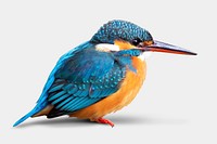 Common kingfisher sticker, bird design psd