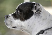 Side view of a Staffordshire Bull Terrier's head. Original public domain image from <a href="https://commons.wikimedia.org/wiki/File:Staffy-949999-1920.jpg" target="_blank" rel="noopener noreferrer nofollow">Wikimedia Commons</a>