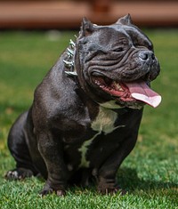 Seated American Bulldog. Original public domain image from Wikimedia Commons