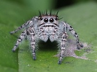 Adult female Phidippus putnami jumping spider in Allegheny County, Pennsylvania. Original public domain image from Wikimedia Commons