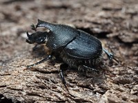 Scooped Scarab (Onthophagus hecate) in Pennsylvania. Original public domain image from Wikimedia Commons