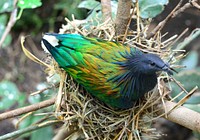 This bird is named after the Nicobar Island. Original public domain image from Wikimedia Commons
