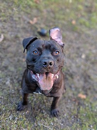 Black black nose American Pit Bull Terrier dog. Original public domain image from <a href="https://commons.wikimedia.org/wiki/File:Pitbull-Mammal-3021892-1920.jpg" target="_blank" rel="noopener noreferrer nofollow">Wikimedia Commons</a>