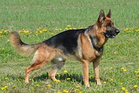 Male German Shepherd dog. Original public domain image from <a href="https://commons.wikimedia.org/wiki/File:German-shepherd-4055031920.jpg" target="_blank" rel="noopener noreferrer nofollow">Wikimedia Commons</a>