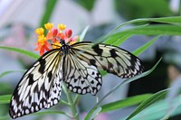 Butterfly Flowers. Original public domain image from Wikimedia Commons