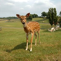 Chital deer (Axis axis) is standing in the field. Original public domain image from Wikimedia Commons