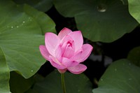 Water lily. Original public domain image from <a href="https://commons.wikimedia.org/wiki/File:Lotus-614421_1920.jpg" target="_blank">Wikimedia Commons</a>
