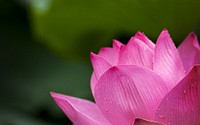 Pink lotus. Original public domain image from <a href="https://commons.wikimedia.org/wiki/File:Lotus-614494_1920.jpg" target="_blank">Wikimedia Commons</a>