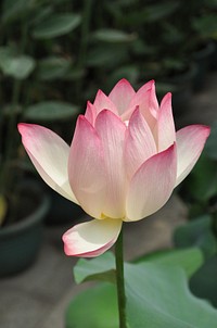 Water lily. Original public domain image from <a href="https://commons.wikimedia.org/wiki/File:Lotus-142028_1920.jpg" target="_blank">Wikimedia Commons</a>