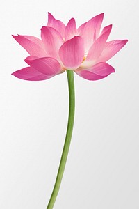 Pink sacred lotus, flower clipart