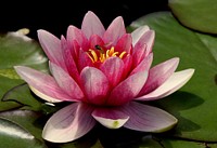 Lotus. Original public domain image from <a href="https://commons.wikimedia.org/wiki/File:Flower-197197_1920.jpg" target="_blank">Wikimedia Commons</a>