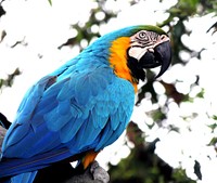Macaw parrot sitting on a tree branch. Original public domain image from <a href="https://commons.wikimedia.org/wiki/File:Macaw_parrot_sitting_on_a_tree_branch.jpg" target="_blank" rel="noopener noreferrer nofollow">Wikimedia Commons</a>