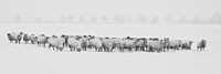 Group of sheep in the middle of field in winter. Original public domain image from Wikimedia Commons