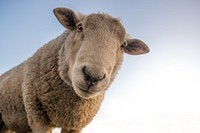Sheep. Original public domain image from Wikimedia Commons
