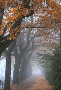 Autumn. Original public domain image from Wikimedia Commons