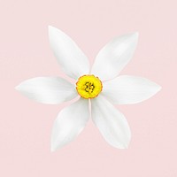 White poet's narcissus, flower collage element psd