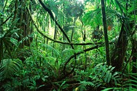 Chiapas Rainforest. Original public domain image from Wikimedia Commons