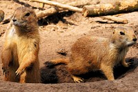 chiens de prairies. Original public domain image from <a href="https://commons.wikimedia.org/wiki/File:Prairie-dogs-2393701_1920.jpg" target="_blank" rel="noopener noreferrer nofollow">Wikimedia Commons</a>
