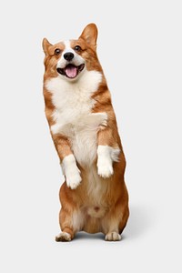 Corgi dog background, cute animal design