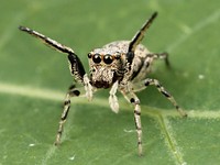 Female Zygoballus rufipes jumping spider found in northern Laurens County, South Carolina. Original public domain image from Wikimedia Commons