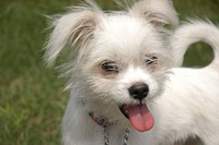 Little white dog with tongue sticking out. Original public domain image from Wikimedia Commons