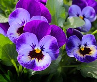 Pansy. Original public domain image from Wikimedia Commons