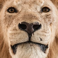 Lion Face shooting. Original public domain image from Wikimedia Commons