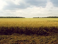 Wheat field. Original public domain image from <a href="https://commons.wikimedia.org/wiki/File:Kreativgrund_Weizenfeld.jpg" target="_blank">Wikimedia Commons</a>