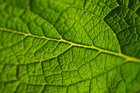 Leaf macro background, green nature design