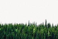 Pine forest background, nature, wilderness border psd