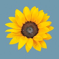Blooming sunflower clipart on blue background