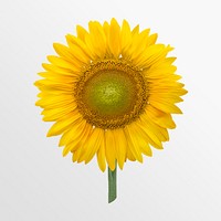 Blooming sunflower, flower collage element psd