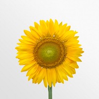 Blooming sunflower clipart on off white background