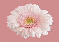 Pink flower clipart, gerbera daisy psd