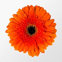 Orange gerbera daisy, flower clipart psd
