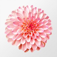 Pink ball dahlia, flower clipart psd