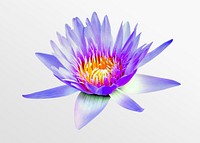 Blue water lily, flower collage element psd