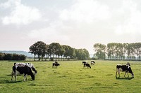 Nature background, cow grazing grass in farm