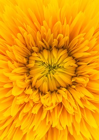 Yellow dahlia, flower background, macro photo