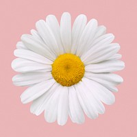 White daisy, flower collage element psd