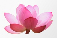 Pink lotus, blooming flower clipart