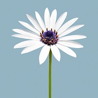 White flower, African daisy clipart