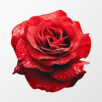 Wet red rose, flower clipart
