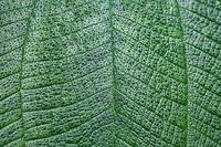 Leaf texture close up background, green nature design