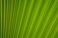 Palm leaf close up background, green nature design