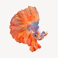 Betta fish watercolor illustration, cute animal design