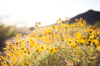 Wildflowers. Original public domain image from Wikimedia Commons