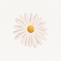 Daisy flower clipart, aesthetic nature design psd