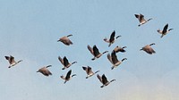 Flying geese cut out, bird, animal graphic psd